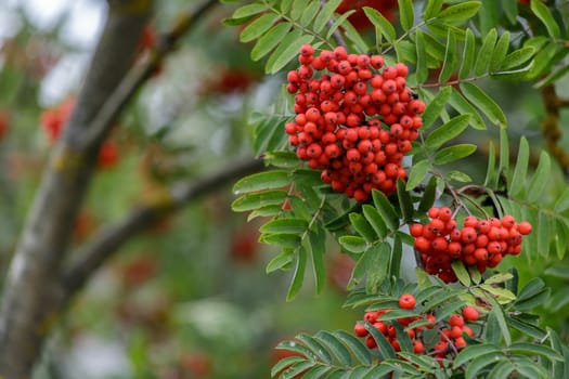 Autumn season. Fall harvest concept. Autumn rowan berries on branch. Amazing benefits of rowan berries. Rowan berries sour but rich vitamin C. Red berries and leaves on branch close up.