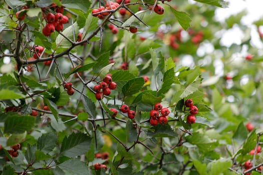 The red fruit of Crataegus monogyna, known as the hawthorn or single-seed hawthorn or May flower, major, blackthorn, white horn, motherboard