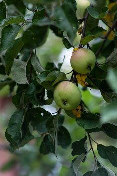 Organic apples hanging from a tree branch, apple fruit close up, large ripe apples clusters hanging heap on a tree branch in an intense apple orchard