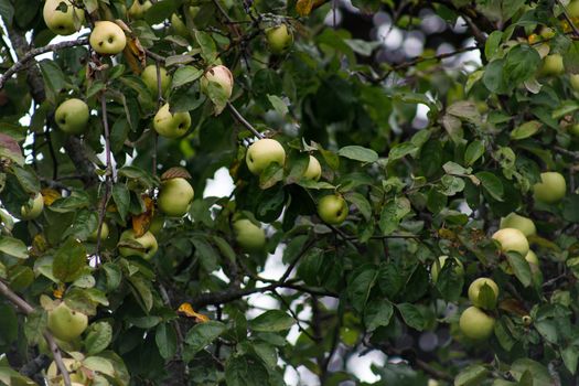 Organic apples hanging from a tree branch, apple fruit close up, large ripe apples clusters hanging heap on a tree branch in an intense apple orchard