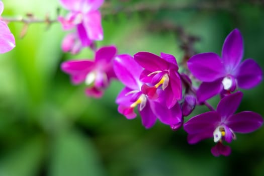 The background image of the colorful flowers, background nature