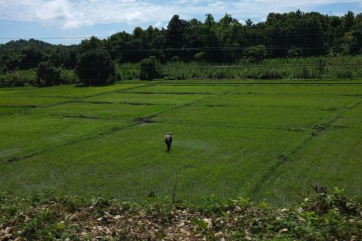 Agriculture farmer of Asia rice field work concept. Agriculture farmer in rural work in farm with sunset