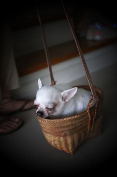 Cute chihuahua in a basket . Pet background