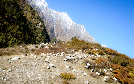 Herd of sheep in lush Himalayas mountain at a distance in summer - Ranikanda meadows, Karcham terrain park, Spiti Valley, Himachal Pradesh, India, Asia Pac. Snow covered Kailash mountain range at far.