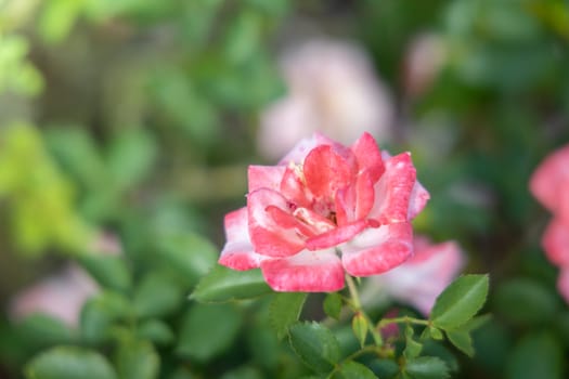 The background image of the colorful flowers, background nature