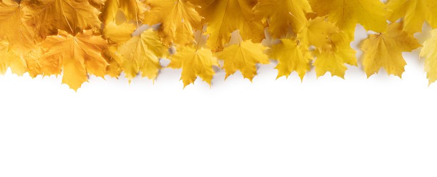 Yellow autumn maple leaves border frame isolated on white background