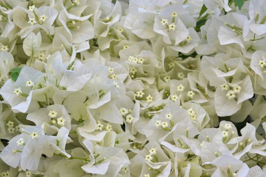 Bouquet of small white flowers on a background of green leaves