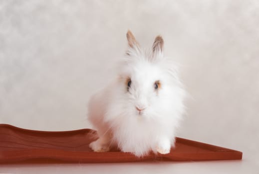 Nice long white hair rabbit as a rodent pet animal