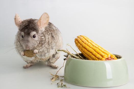 Nice grey chinchilla rodent domestic animal