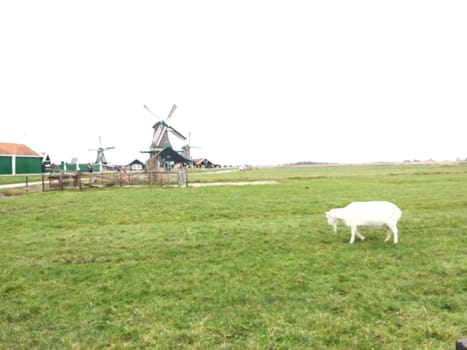 natural scenery in Dutch rural area