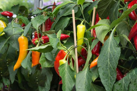 Ripe chili peppers and peppers hang on a shrub