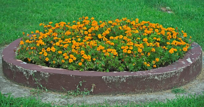 Blooming marigolds in concrete flowerbed in park