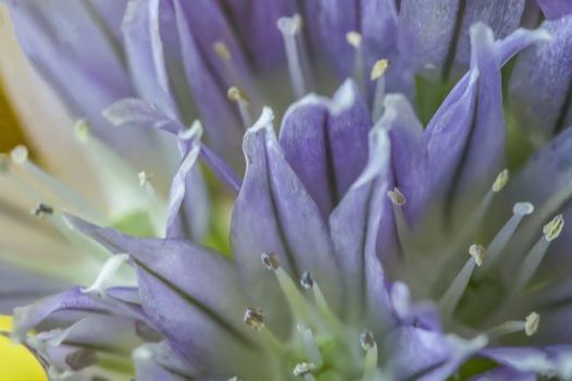 Detail of  chives (Allium schoenoprasum) flower pistols, macro shot showing flower details. Details of the pistils of the herb chive flower, close-ups showing details of flower.