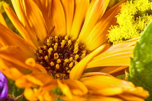 Macro detail of the interior of a yellow flower, where the pistols and the pollen are very well known.