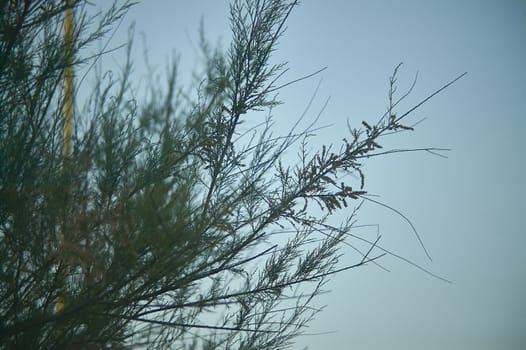 Detail of a sea pine in which the branches, and the needles, are reflected in the backlight.
