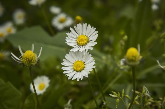 Two daisy flower. An explosion of color and details of a common flower of the Italian peninsula.