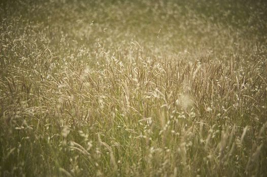 Texture of a field full of wild grass growing uncooked.