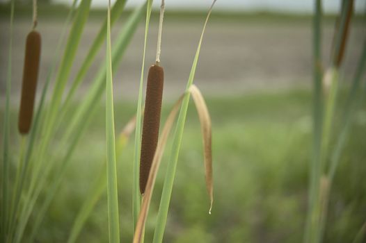 Detail of tifa plant, Typha latifolia, photographed in a pond, in northern italy, a typical plant of wet and stagnant areas.