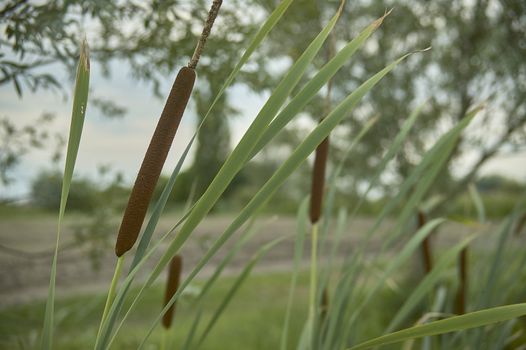 Detail of tifa plant, Typha latifolia, photographed in a pond, in northern italy, a typical plant of wet and stagnant areas.