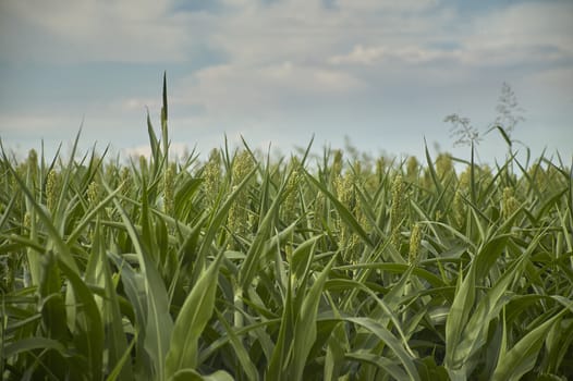 Corn plants in a growing crop still young, back, stage of first flowering.