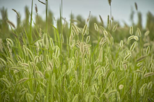 Vegetation, grass, typical of the plumage areas of the Po Valley in Italy. Detail of grass roots and small ears. Swampy vegetation.