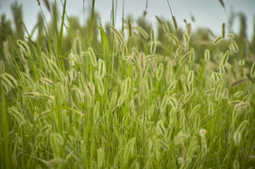 Vegetation, grass, typical of the plumage areas of the Po Valley in Italy. Detail of grass roots and small ears. Swampy vegetation.