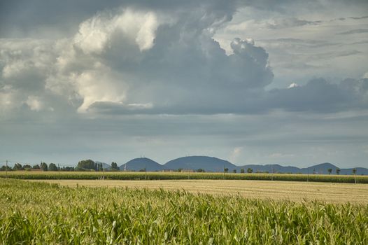 Corn field with background of a thunderstorm and some hills, example of rural landscape of the Rovigo areas in Italy.