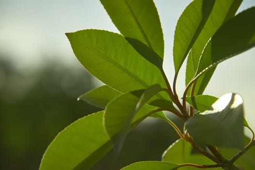 Detail of some leaves under magnification of a macro lens. veins and leaf details are clearly visible, including the serrated edge.