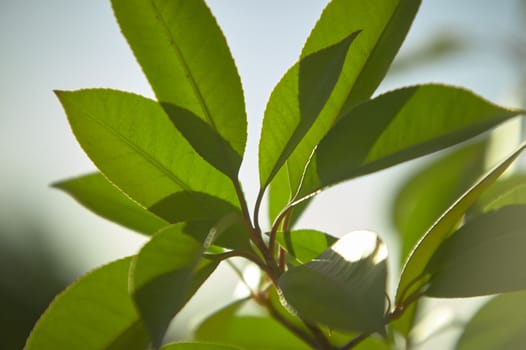 Detail of some leaves under magnification of a macro lens. veins and leaf details are clearly visible, including the serrated edge.