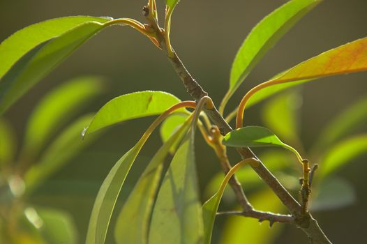 Detail of some leaves under magnification of a macro lens. veins and leaf details are clearly visible, including the serrated edge.