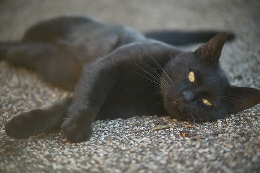 The muzzle of a black cat lying down on the ground looks ahead