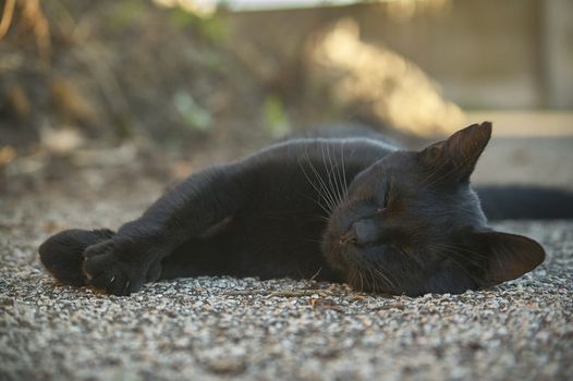 Black cat lying on the ground while sleeping undisturbed.