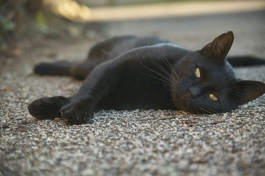 The muzzle of a black cat lying down on the ground looks ahead