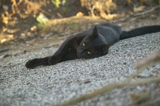 The muzzle of a black cat lying down on the ground looks ahead