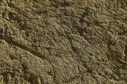 High definition texture of an aged wood stump and corroded by atmospheric agents and natural decomposition.