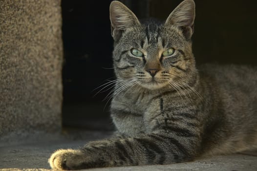 half-naked cat lying on the ground looking up at the shooting point.