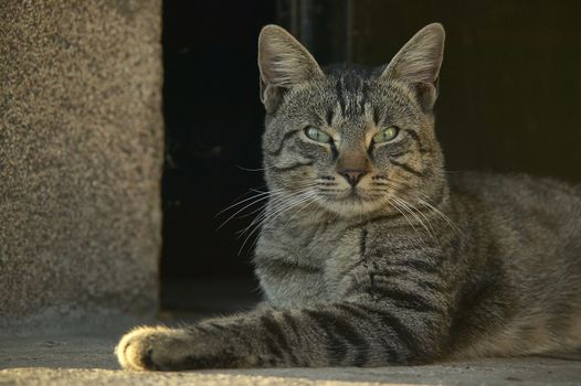 half-naked cat lying on the ground looking up at the shooting point.