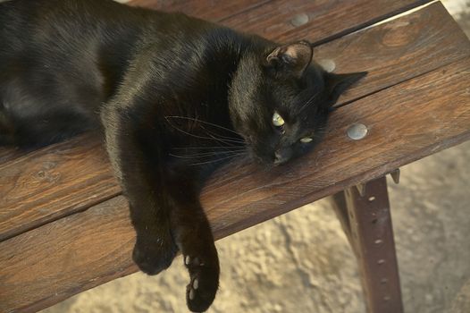 Black cat in resting position lying on8 a bench overlooking the undisturbed landscape.