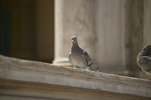 Pigeon perched in a marble handrail in close-up shot.