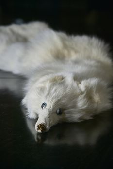 White fox fur collar, vertical shot