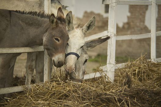 Three donkeys in an organic farmhouse intended to eat hay and straw