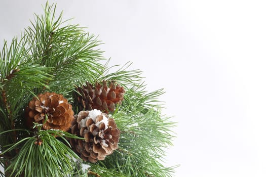 Green pine christmas tree green branch and cones with snow isolated on white background with with copy space