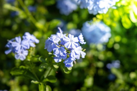 The background image of the colorful flowers, background nature