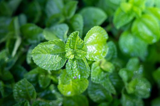 Background texture of leaves closeup. Green Leaves Background with White Paper Frame. Flat Lay