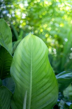 Background texture of leaves closeup. Green Leaves Background with White Paper Frame. Flat Lay