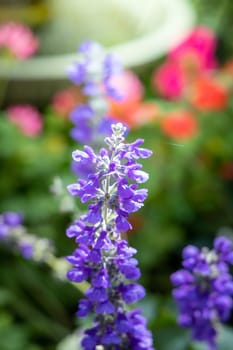 The background image of the colorful flowers, background nature