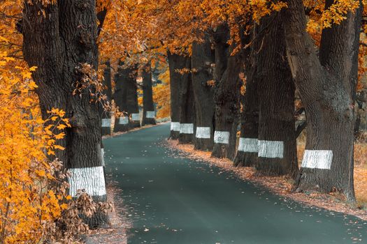 orange fall colored alley with colorful trees. Fall autumn season natural background