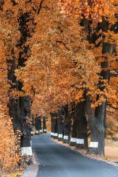 orange fall colored alley with colorful trees. Fall autumn season natural background