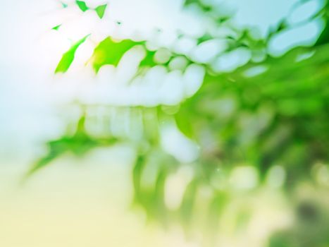 Tropical summer background. Abstract bokeh light with blurred green palm leaves. Copy space for text or design.