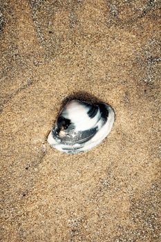 Flat Oyster sea shell on the wet sand on a tropical beach spotted at at low tide. Background photography. Copy space room for text.